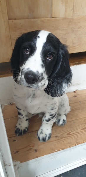 Puppy survival thread! July 2020