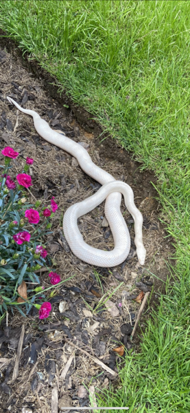 Omg snake in garden