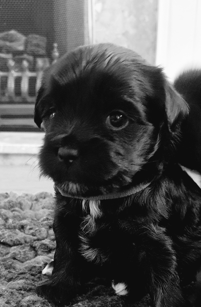 Genetics - inpossible surely?