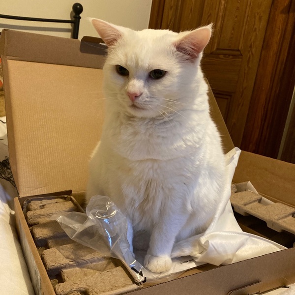 Cat eating less in summer?