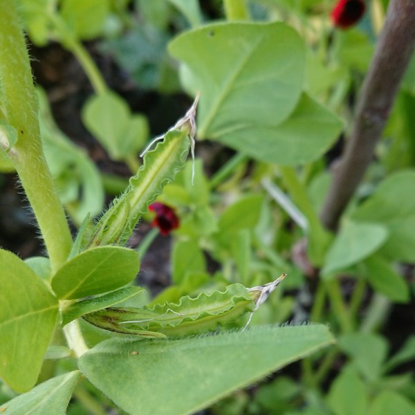 Allotment/Veg Patch Thread 15 - will winter ever end?