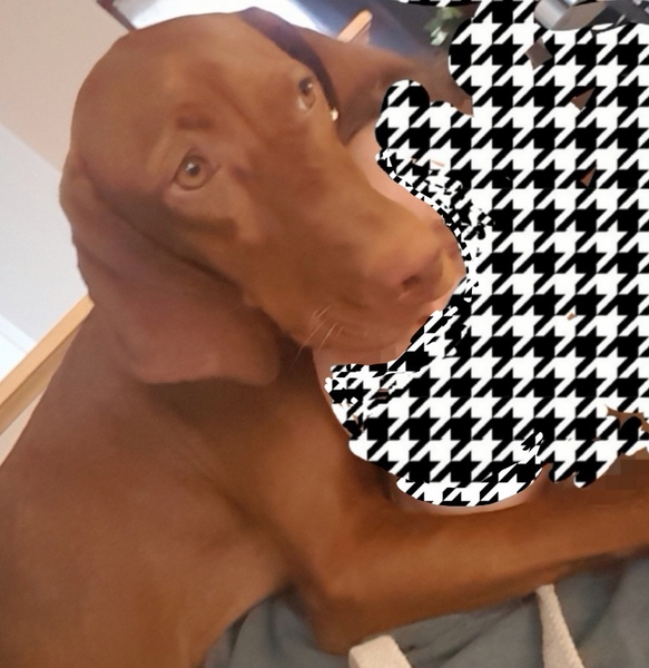 Dog keeps following me!