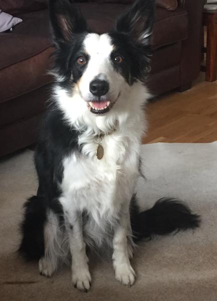 To be utterly exasperated with the ‘but she’s really friendly’ dog owners out there