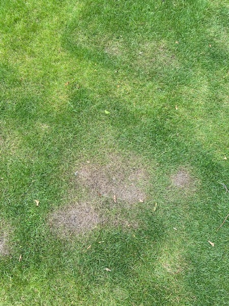 Help - I think DH has killed our new lawn