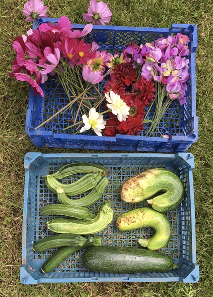 Allotment/Veg Patch Thread 15 - will winter ever end?