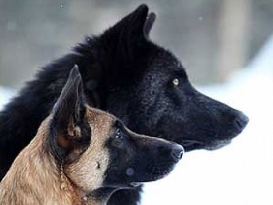 Wolf Body language