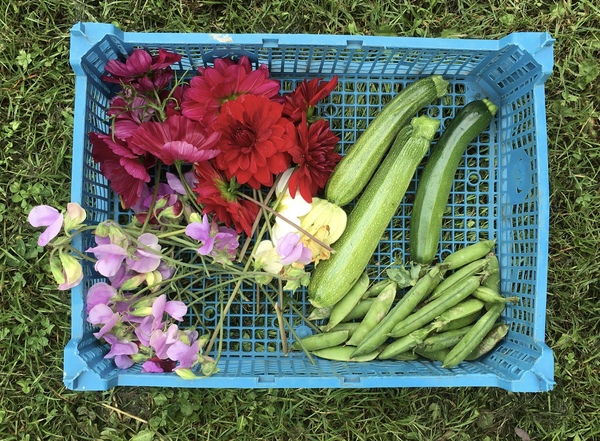 Allotment/Veg Patch Thread 15 - will winter ever end?