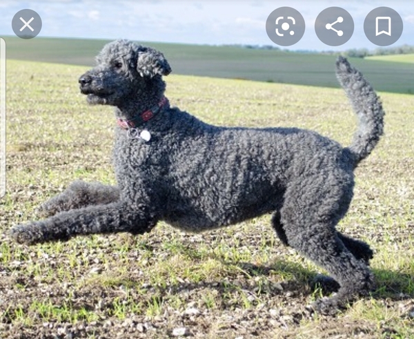 Not sure what larger dog breed would suit our family