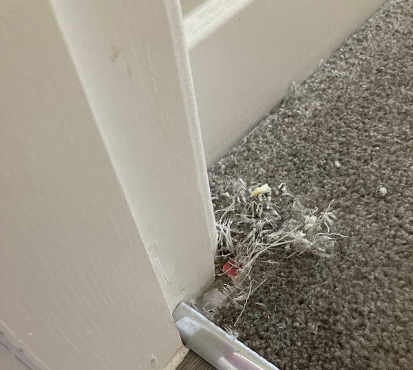 To ask for your best mouse catching tips?!