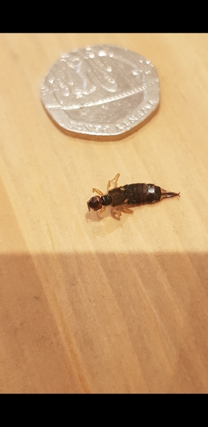 To ask what this insect is that I keep finding around my house