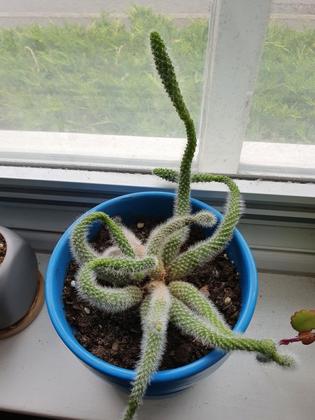 Identify this cactus