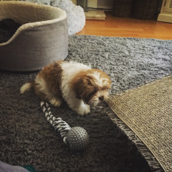 New puppy!