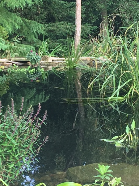 Show me your ponds!