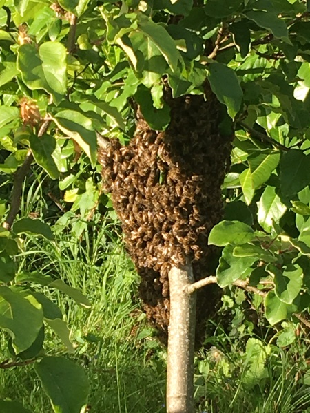 There's about 200 wasps outside my house going bonkers