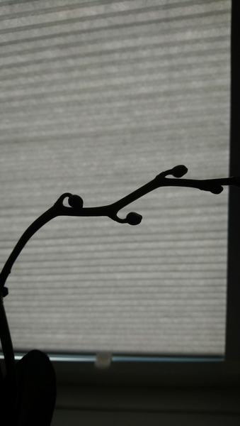 Penguin huddle 🐧🐧🐧 TTC after pregnancy loss - Thread 35 - time for some sticky BFP's