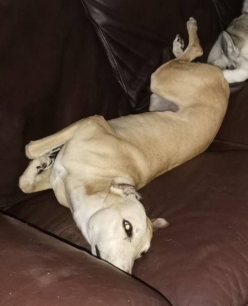 Ridiculous Hound Pics Thread