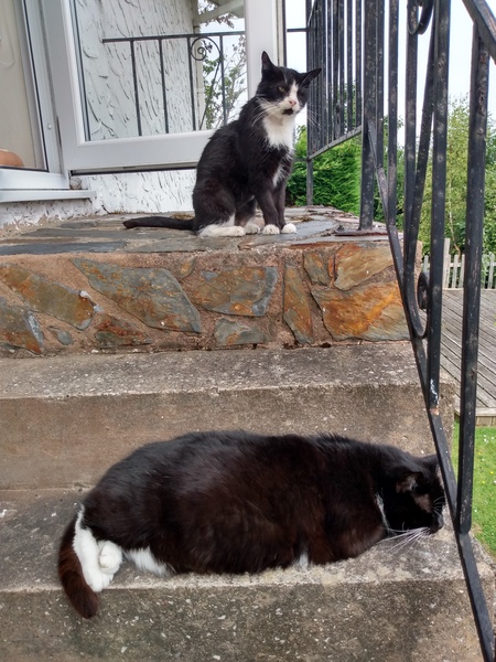 Lymphoma in cats