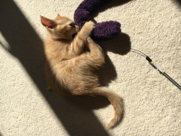 New kitten with diarrhoea