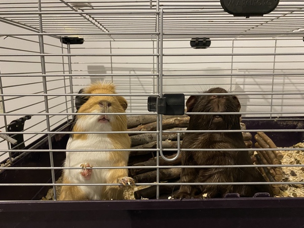 TTC after MC - July 2020 (Thread 7)