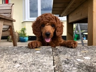 Collecting pup from 4 hours drive away - tips for journey please.