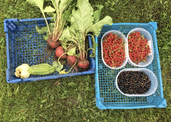 Allotment/Veg Patch Thread 15 - will winter ever end?