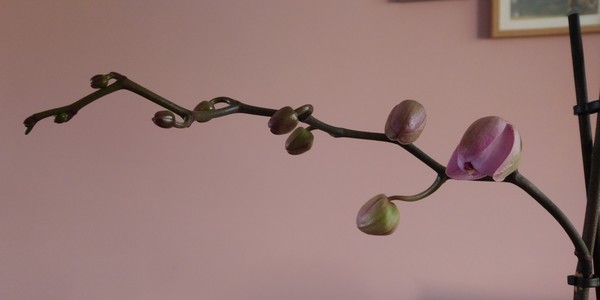 Penguin huddle 🐧🐧🐧 TTC after pregnancy loss - Thread 35 - time for some sticky BFP's