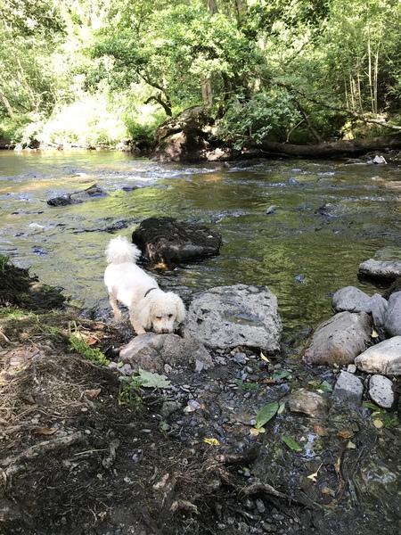 Puppy survival thread! July 2020