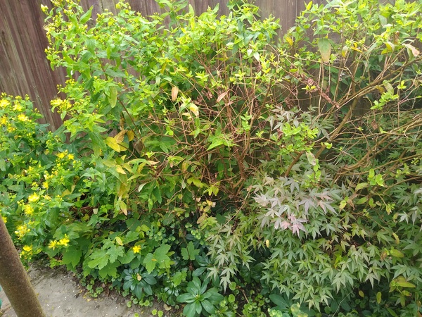 Garden help please