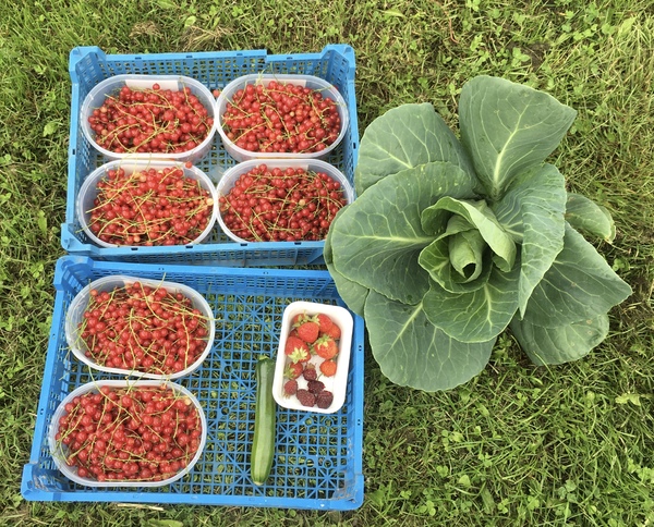Allotment/Veg Patch Thread 15 - will winter ever end?