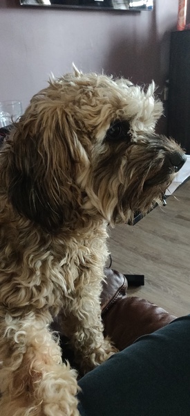 Dog keeps following me!