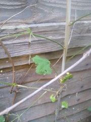 What's eating this please?
