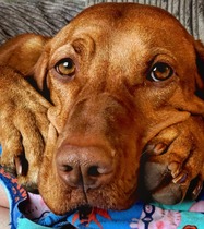 Ridiculous Hound Pics Thread