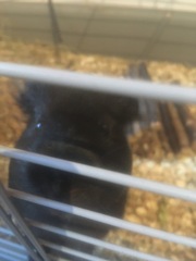 Leaving Lockdown Low Carb Bootcamp - our last week!