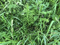 Does anyone recognise this plant?