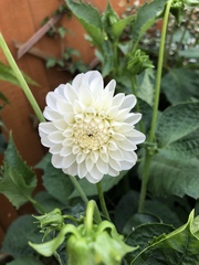 Weed or plant?