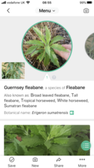 Is this a (beast of a) weed?