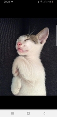Is Ziggy a silly name for a girl kitten