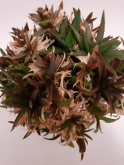 Another plant that needs identifying thread