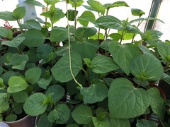 Plant Identification help