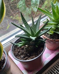 Succulent ID
