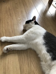 Senior rescue cat - the first days