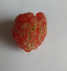Please help me save my raspberries!