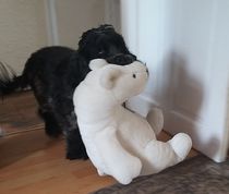 Ridiculous Hound Pics Thread
