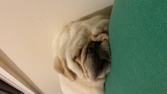 Ridiculous Hound Pics Thread