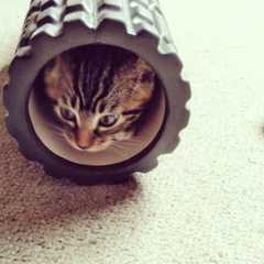 How to start leaving kitten alone