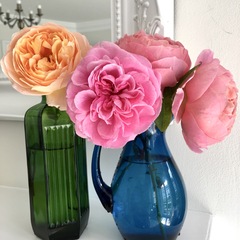 Gertrude Jekyll rose