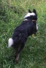 Is this normal or possibly dysplasia?