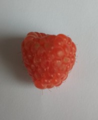 Please help me save my raspberries!