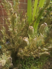 What's wrong with my lavender?