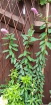 I was mis-sold this plant wasn’t I?